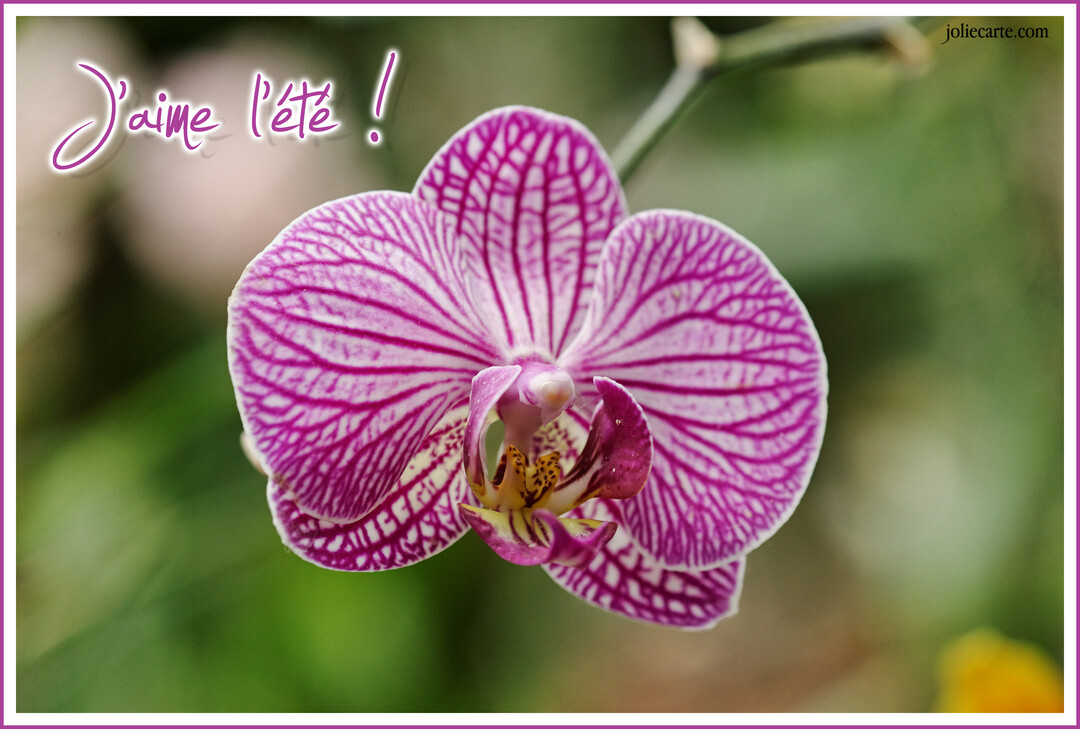 Une photographie en gros plan d'une fleur d'orchidée blanche striée de magenta, avec le texte 'J'aime l'été' sur un fond végétal flou.