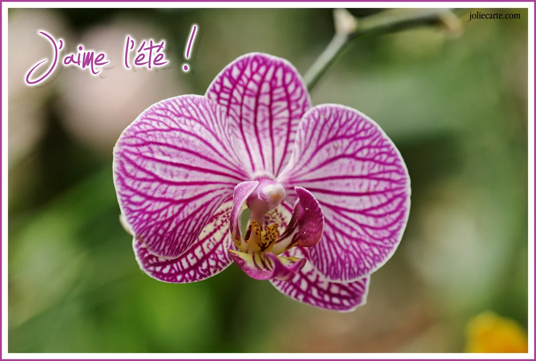 Une photographie en gros plan d'une fleur d'orchidée blanche striée de magenta, avec le texte 'J'aime l'été' sur un fond végétal flou.