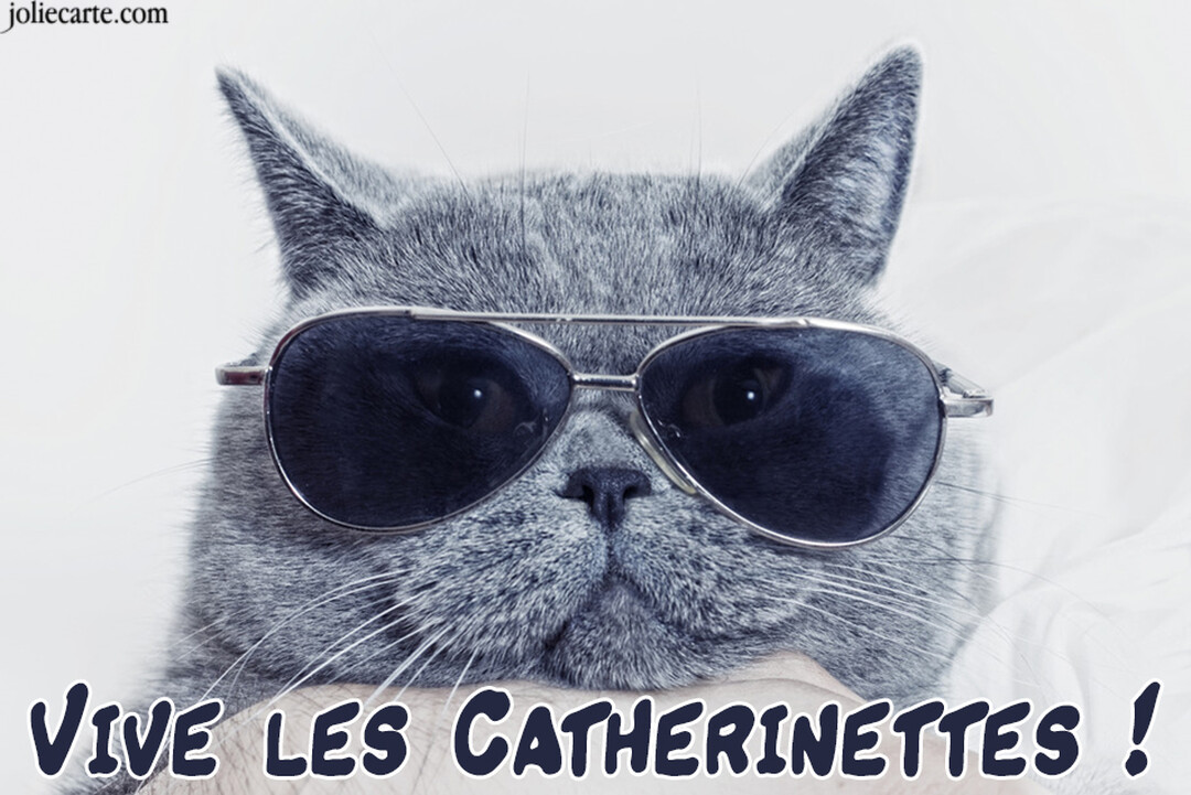 Un chat gris à poil court, vu en gros plan, porte des lunettes de soleil aviateur et regarde fixement l'objectif avec un air cool.