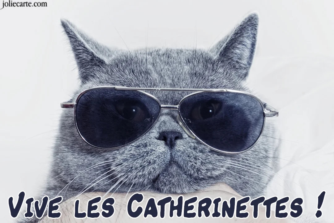 Un chat gris à poil court, vu en gros plan, porte des lunettes de soleil aviateur et regarde fixement l'objectif avec un air cool.