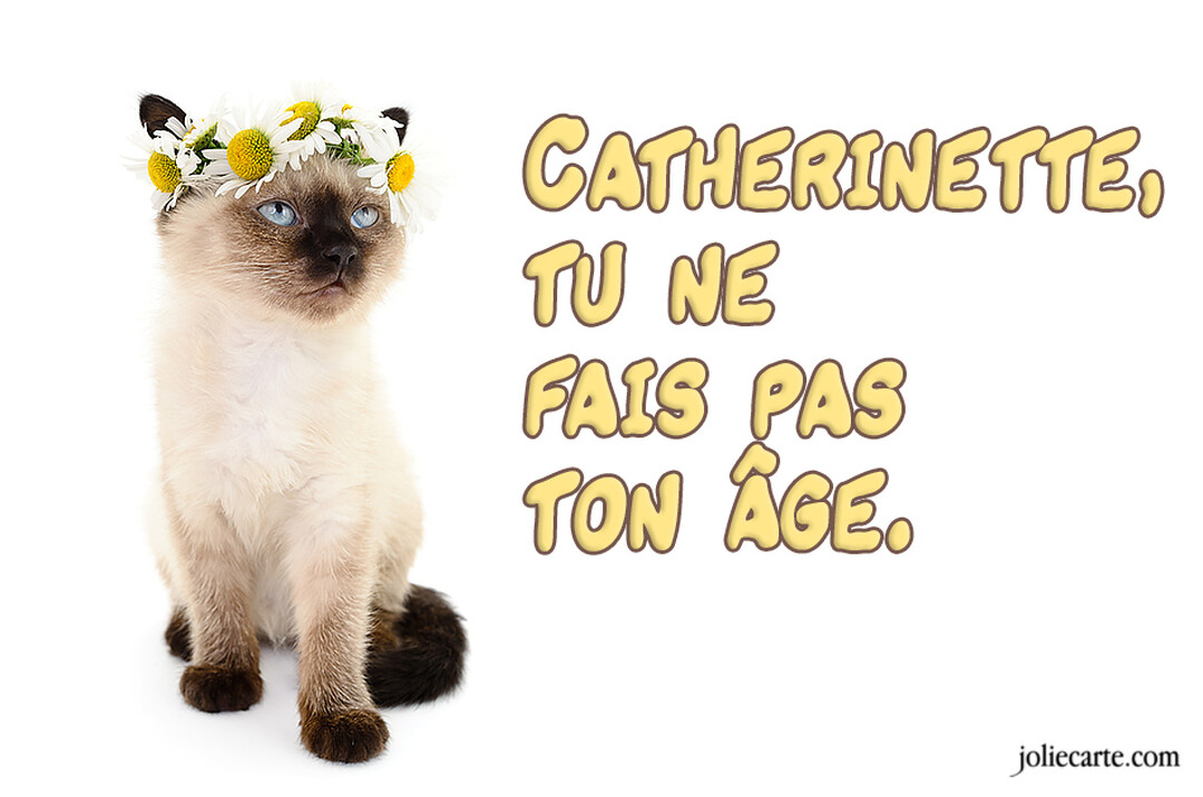 Un jeune chat siamois, assis de face sur un fond blanc, porte une couronne de marguerites et regarde légèrement vers la droite.