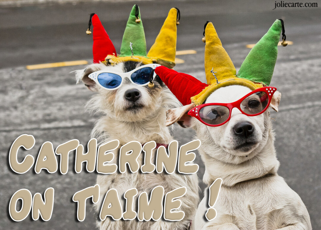 Deux chiens blancs sont déguisés avec des chapeaux de bouffon multicolores et des lunettes de soleil, sur fond de bitume gris.