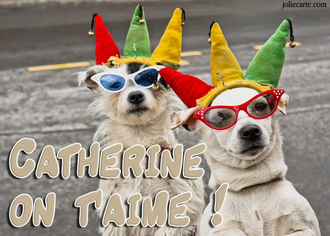 Deux chiens blancs sont déguisés avec des chapeaux de bouffon multicolores et des lunettes de soleil, sur fond de bitume gris.