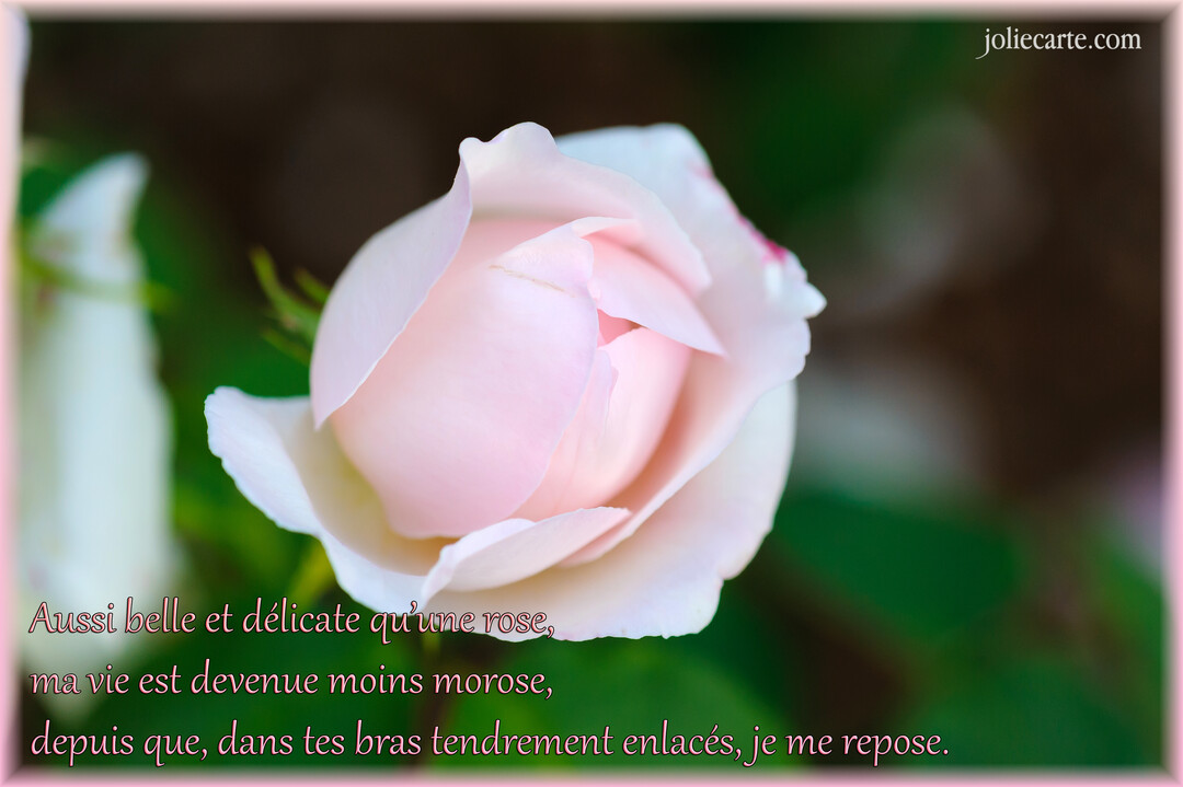 Gros plan photographique d'un bouton de rose aux délicats pétales rose pâle, sur un fond de feuillage vert et sombre, avec un texte poétique.