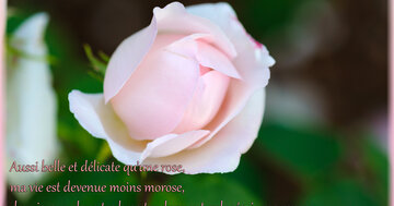 Aperçu de la carte : « Aussi belle et délicate qu'une rose, ma vie est devenue moins morose... »