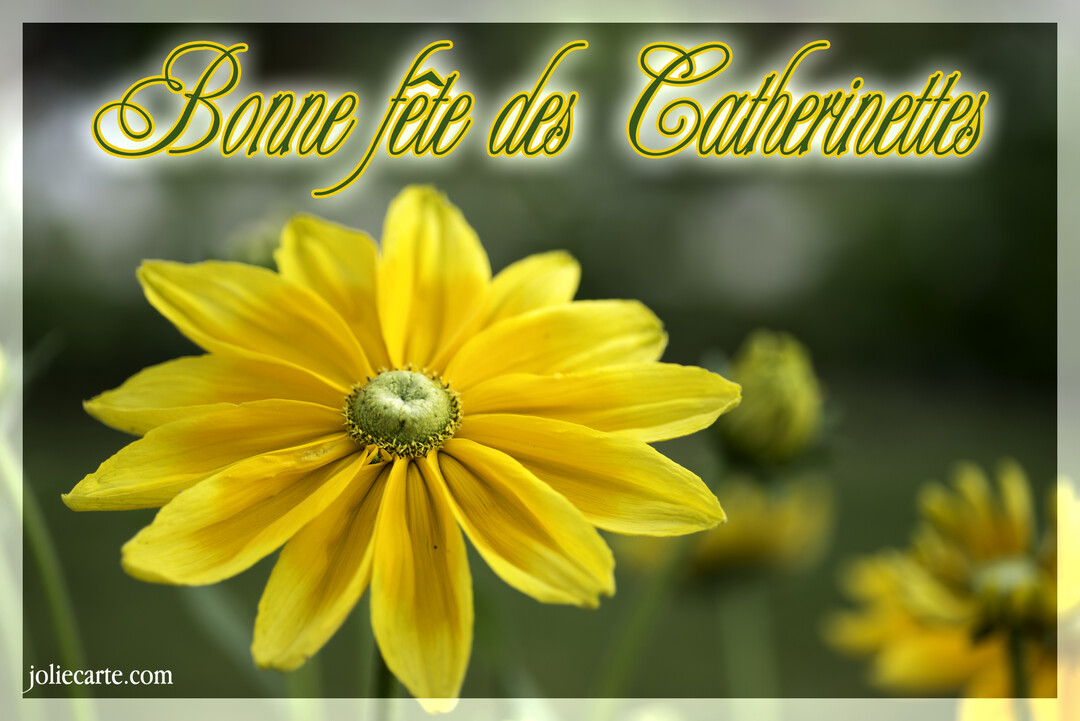 Une carte de vœux affichant une photographie en gros plan d'une fleur jaune éclatante, avec le texte calligraphié 'Bonne fête des Catherinettes' superposé.