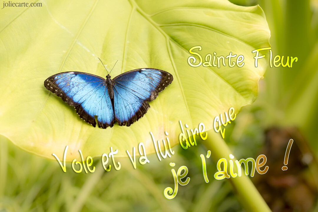 Un magnifique papillon Morpho bleu intense est posé, ailes ouvertes, sur une grande feuille vert clair dans un environnement végétal luxuriant.