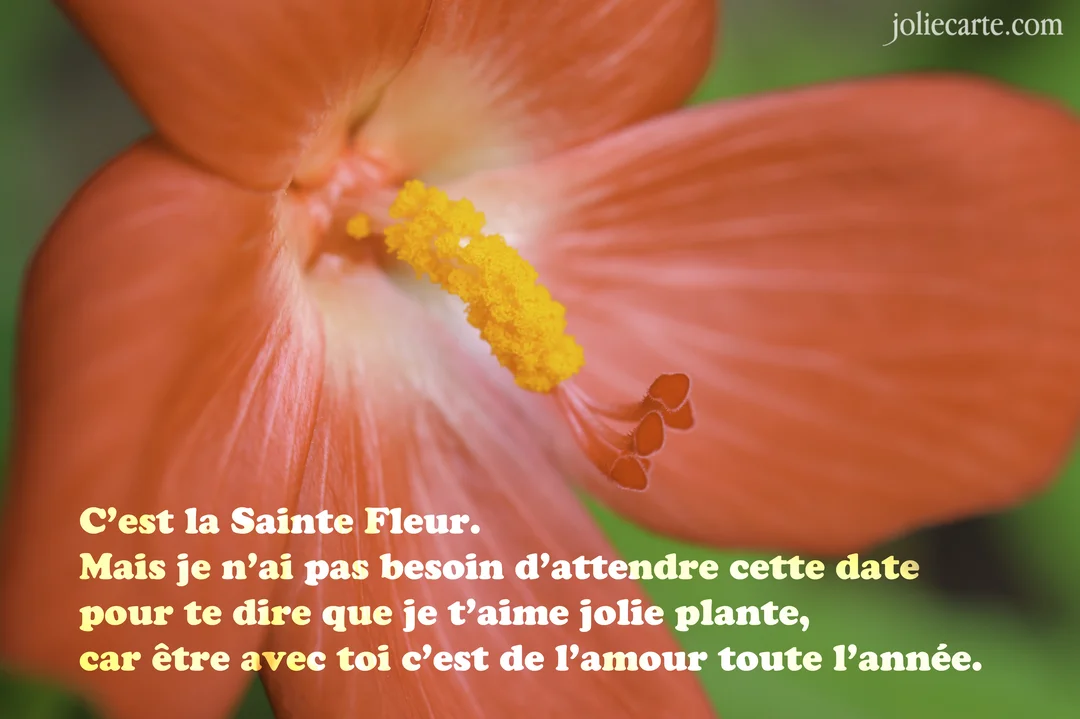 Photographie en gros plan du cœur d'une fleur aux pétales orangés, mettant en évidence son pistil et ses étamines jaunes sur fond vert.