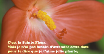 Aperçu de la carte : « C'est la Sainte Fleur... mais je t'aime toute l'année, jolie plante... »