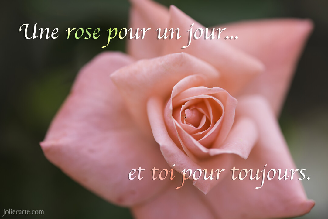 Photographie en gros plan du cœur d'une rose aux pétales rose poudré, sur un fond vert foncé et délicatement flouté.