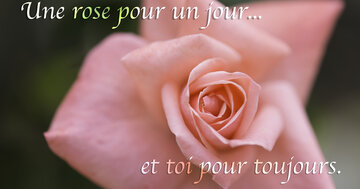 Aperçu de la carte : Une rose pour un jour et toi pour toujours !