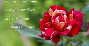 Aperçu de la carte : « Si Zeus voulait donner une reine aux fleurs, la rose régnerait... »
