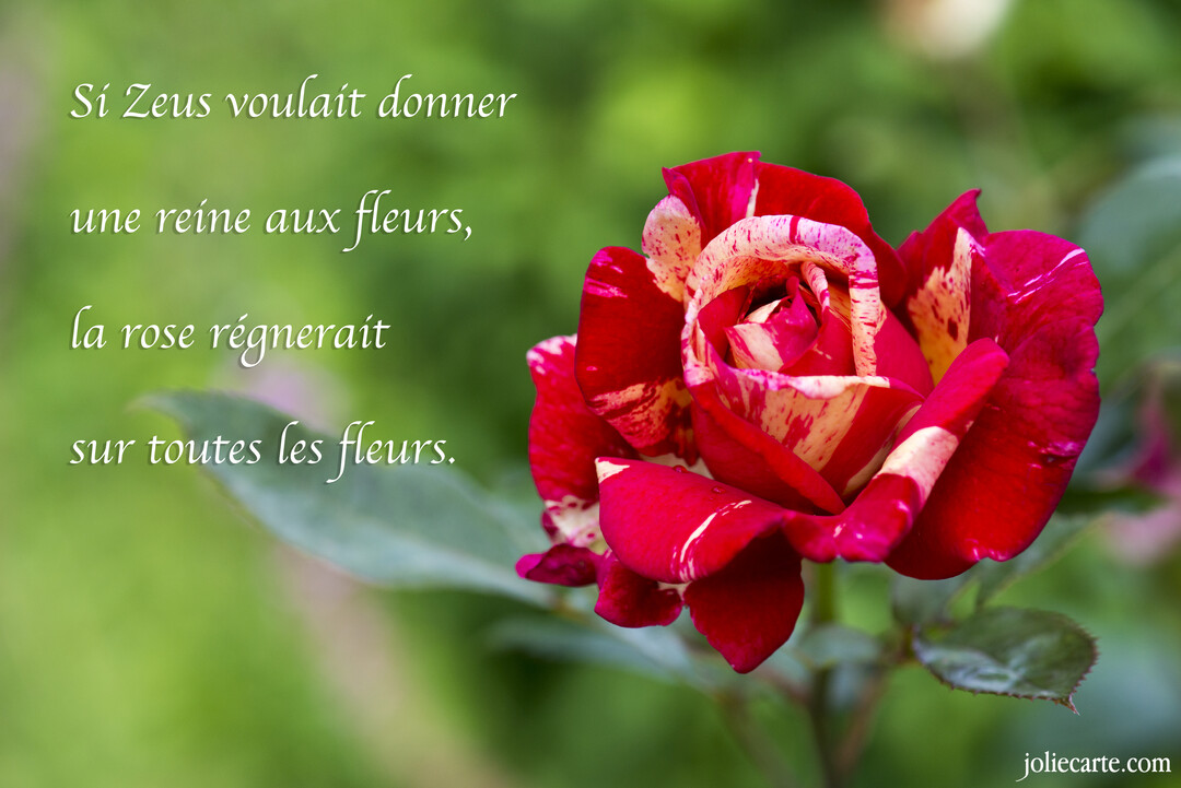 Plan rapproché d'une rose épanouie aux pétales rouges et jaunes striés, sur un fond de feuillage vert et flou en extérieur.