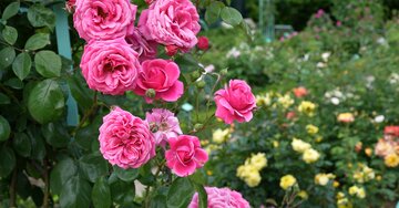 Aperçu de la carte : Merci pour ta carte