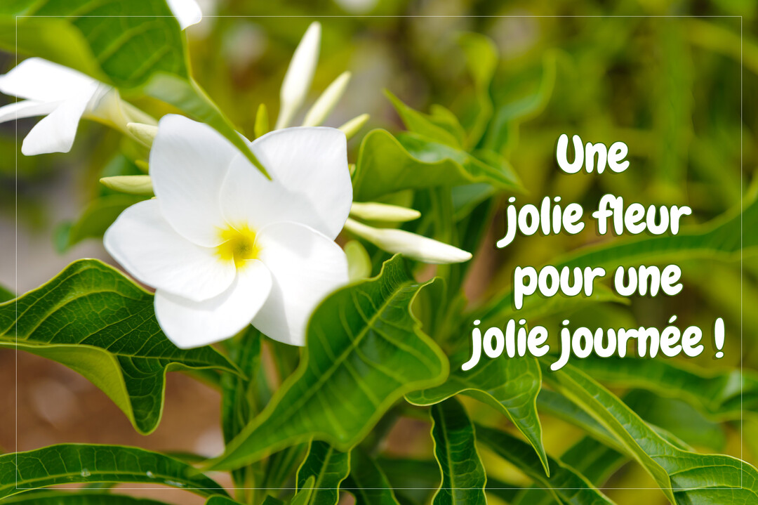 Gros plan sur une fleur blanche de frangipanier avec un centre jaune, nichée dans un feuillage vert luxuriant sous une lumière douce.