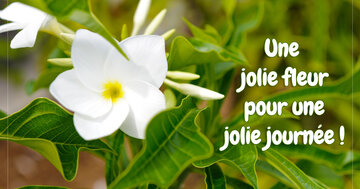Aperçu de la carte : Une 
jolie fleur
pour une
jolie journée !