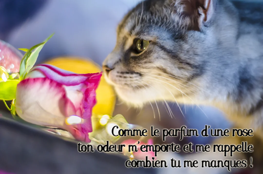 En gros plan, le profil d'un chat tigré gris approchant son museau d'un bouton de rose, sur un fond flou et lumineux.