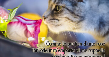 Aperçu de la carte : « Comme le parfum d'une rose, ton odeur m'emporte... »