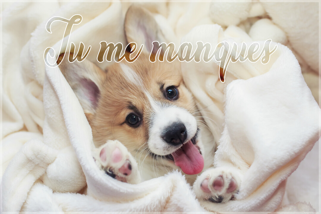 Un jeune chiot Corgi au pelage beige et blanc est confortablement enroulé dans une couverture douce, tirant la langue avec un air joyeux.