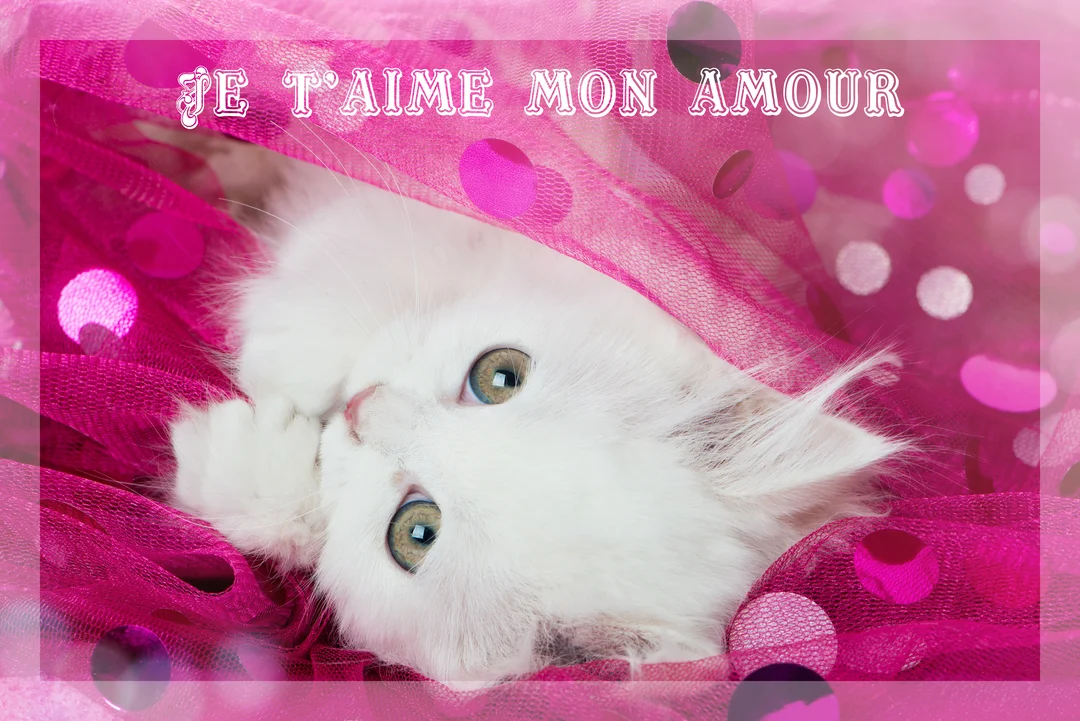 Un jeune chaton blanc au regard attendrissant est couché, partiellement recouvert par un tissu rose transparent à pois brillants.