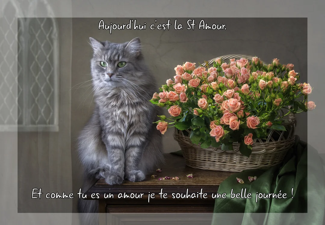 Un chat gris au poil long et aux yeux verts est assis sur une table en bois à côté d'un grand panier de roses roses.