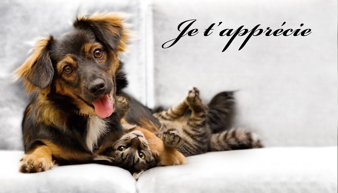 Un chien noir et feu est couché sur un canapé blanc à côté d'un chaton tigré qui est allongé sur le dos.