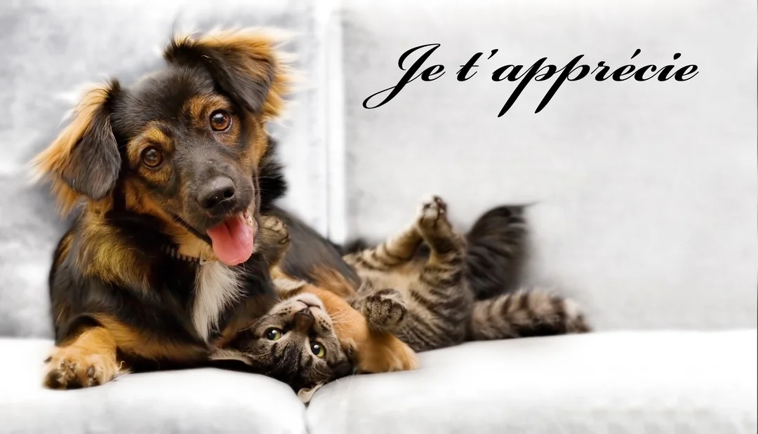 Un chien noir et feu est couché sur un canapé blanc à côté d'un chaton tigré qui est allongé sur le dos.