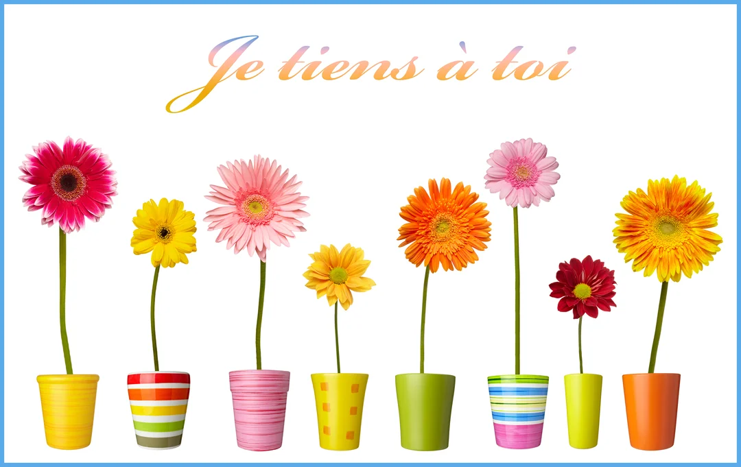 Une rangée de huit gerberas de couleurs vives dans des pots décorés est alignée sous le texte manuscrit en dégradé 'Je tiens à toi'.