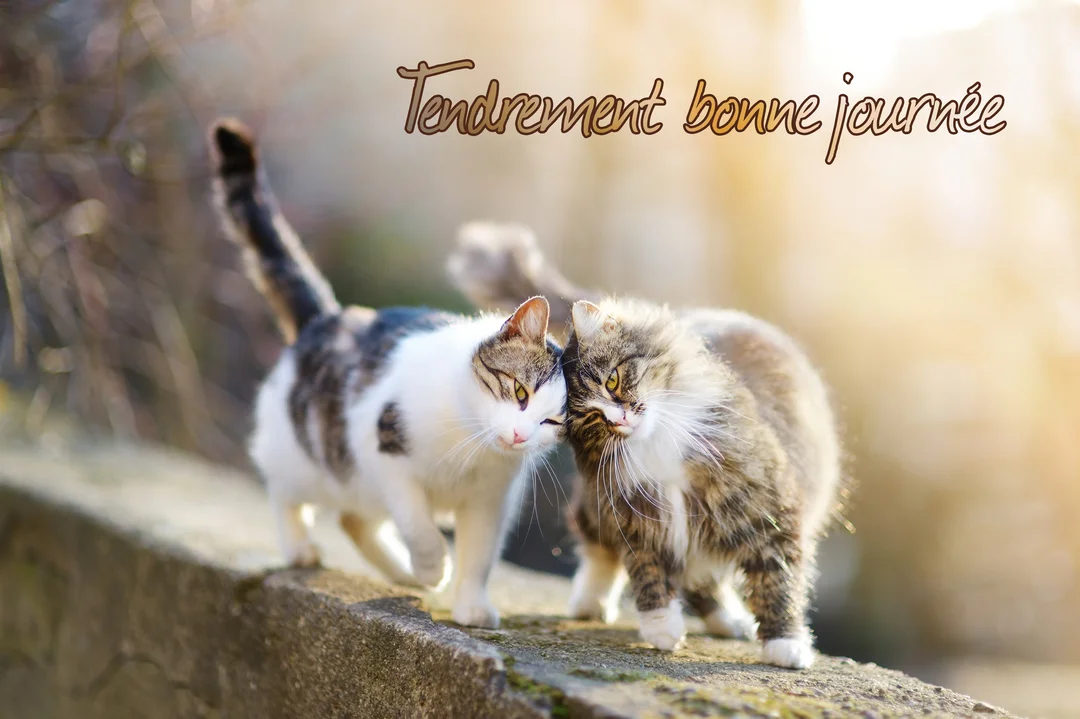 Deux chats affectueux, l'un blanc et tigré, l'autre à poils longs, se blottissent l'un contre l'autre sur un muret en pierre ensoleillé.