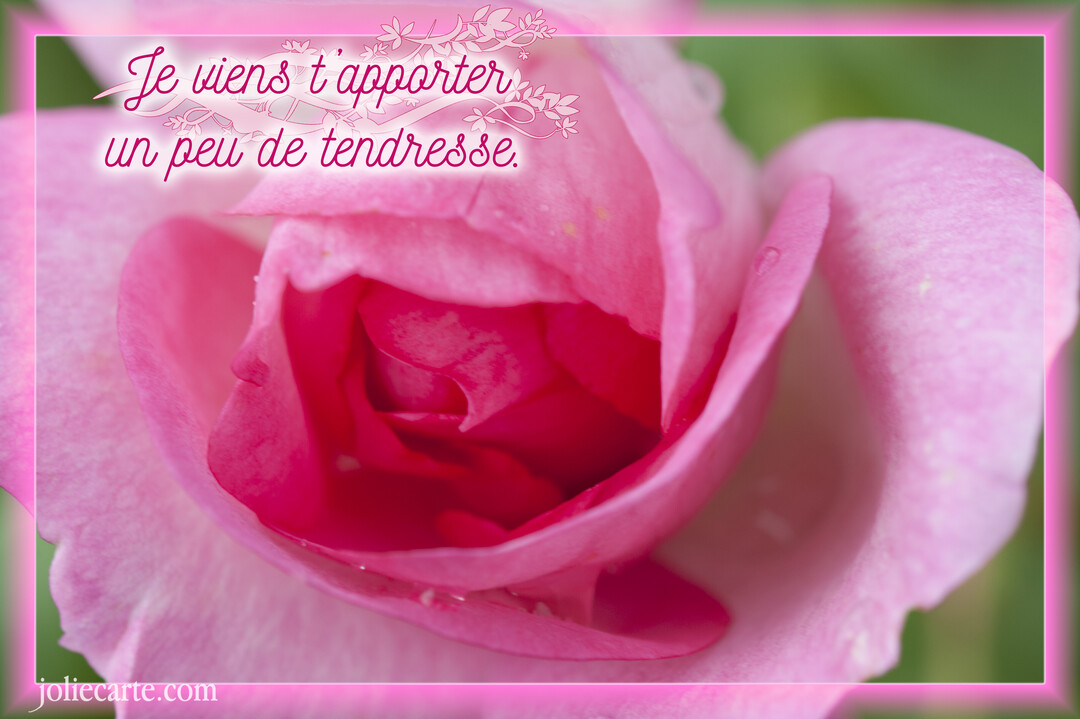 Gros plan sur le cœur d'une rose rose aux pétales veloutés, parsemés de quelques gouttes de rosée, sur un fond vert flouté.