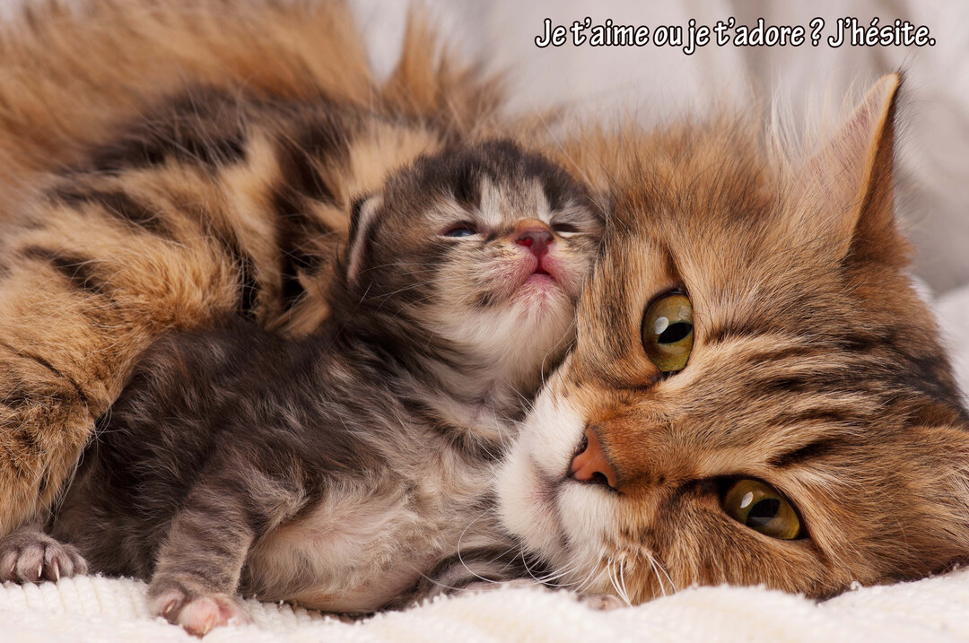 Gros plan sur une maman chat au pelage tabby et son tout petit chaton, tendrement blottis l'un contre l'autre sur une couverture blanche.