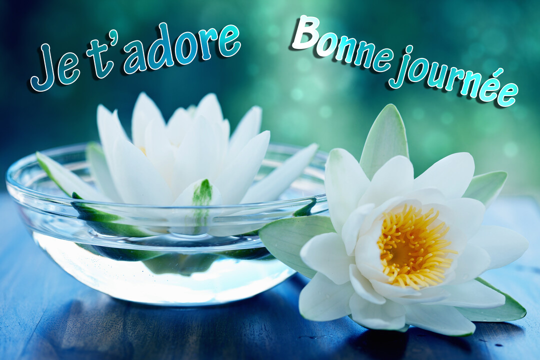 Deux nénuphars blancs, l'un flottant dans un bol en verre, sur un fond bleu-vert flou avec le texte 'Je t'adore Bonne journée'.