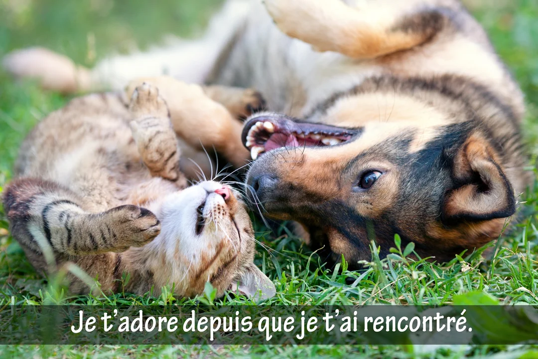 En gros plan, un jeune chien et un chaton tigré sont allongés sur le dos dans l'herbe, jouant avec une complicité évidente.