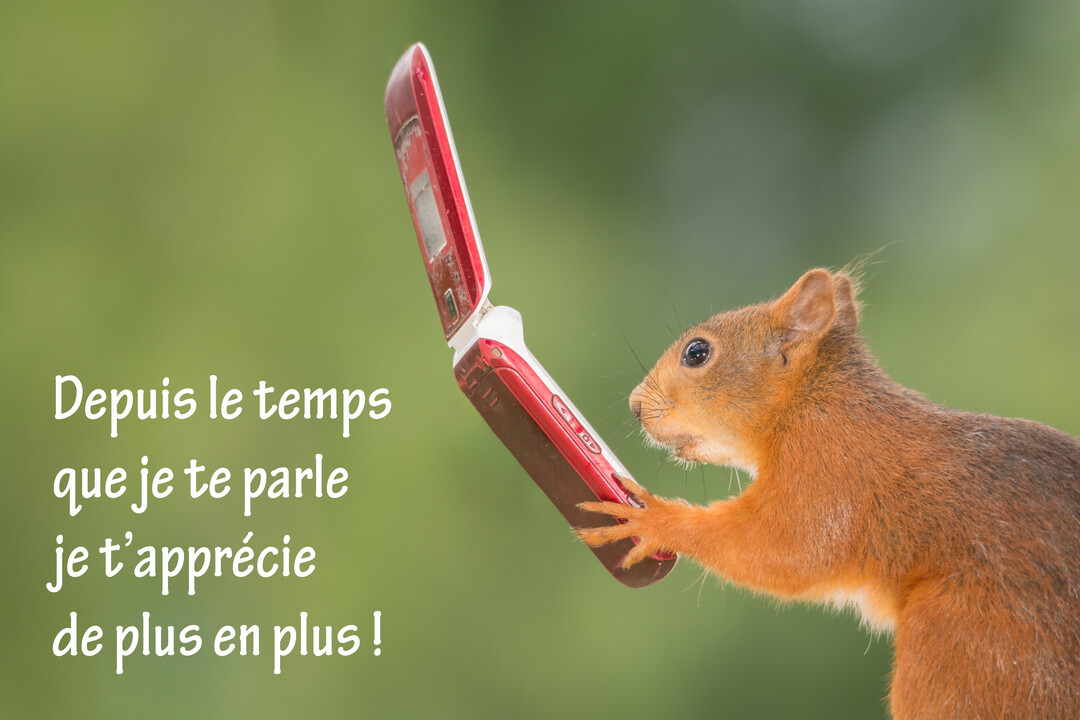 Un écureuil roux de profil tient dans ses pattes un téléphone mobile rouge à clapet ouvert, sur un fond vert nature flouté.