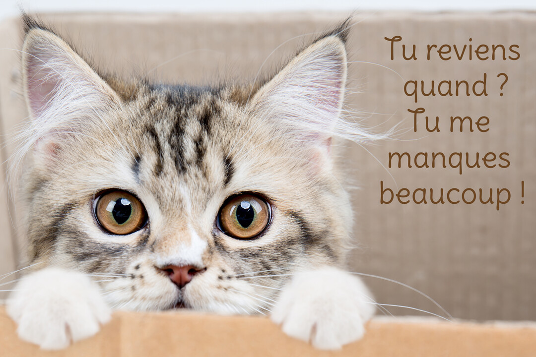 Un jeune chat au pelage tigré et blanc, avec de grands yeux marron, regarde par-dessus le bord d'une boîte en carton.