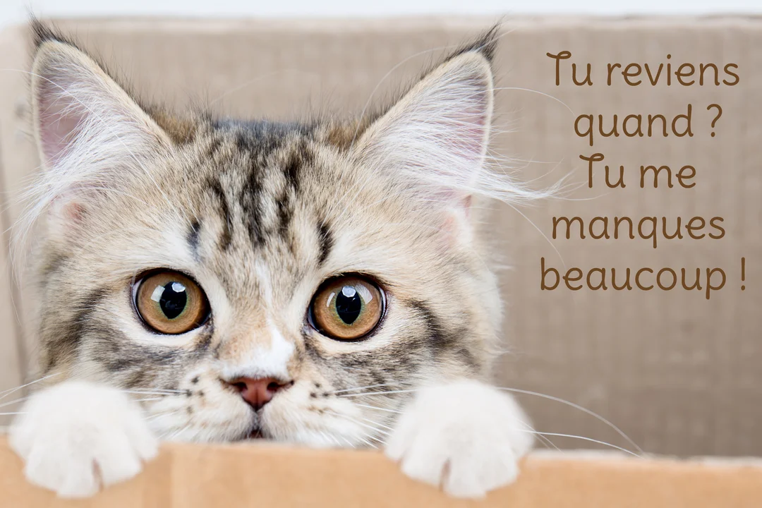Un jeune chat au pelage tigré et blanc, avec de grands yeux marron, regarde par-dessus le bord d'une boîte en carton.