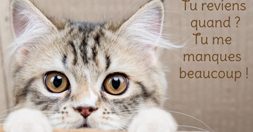 Aperçu de la carte : Tu reviens quand ? Tu me manques beaucoup !