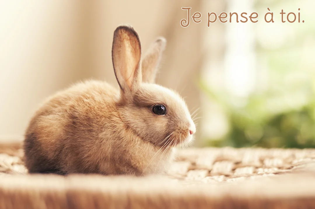Un très jeune lapin au pelage brun clair est photographié en gros plan, de profil, sur une surface tressée avec un arrière-plan flou.