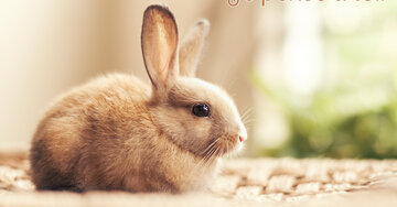 Aperçu de la carte : Je pense à toi.