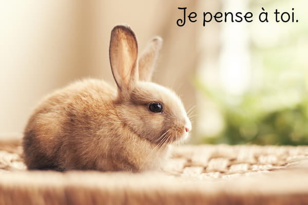 Adorable petit lapin brun aux grandes oreilles, assis dans un panier, avec le texte 'Je pense à toi'.