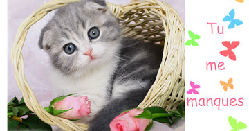 Aperçu de la carte : Tu me manques