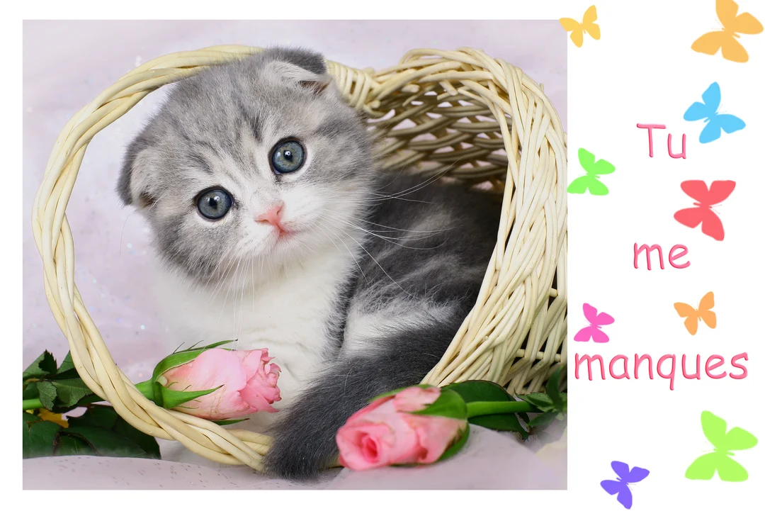 Un jeune chaton Scottish Fold, gris et blanc avec de grands yeux bleus, est blotti dans un panier en osier décoré de roses.