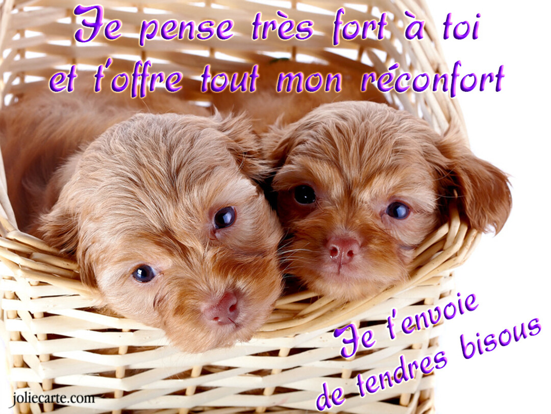 Deux petits chiots poilus de couleur marron sont assis l'un contre l'autre dans un panier en osier, regardant vers l'objectif.