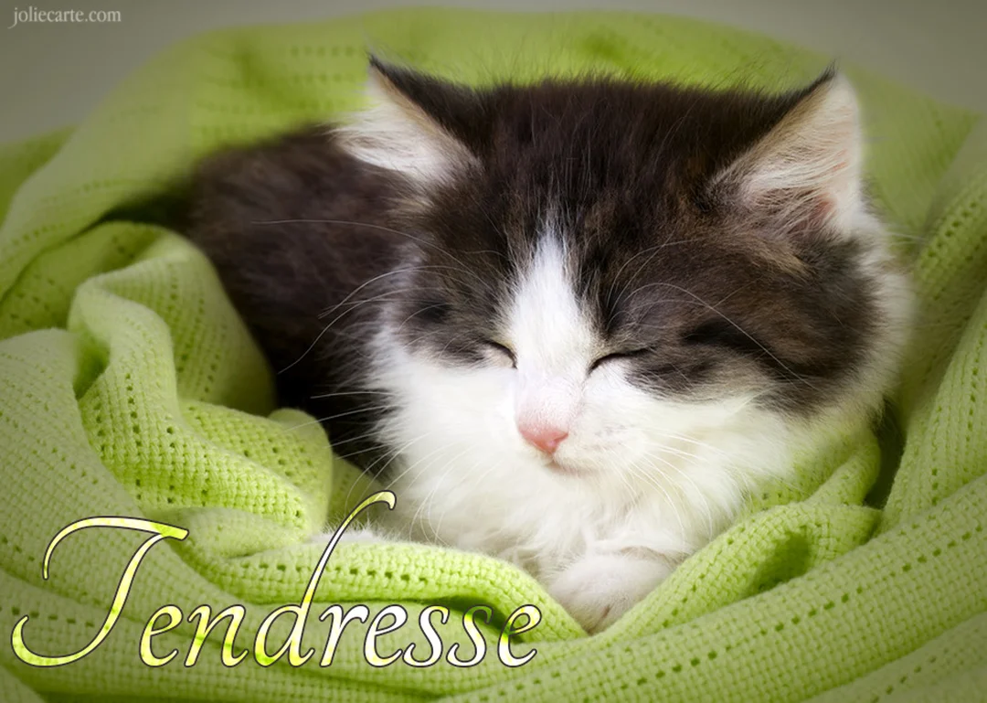 Un jeune chaton noir et blanc aux yeux fermés dort paisiblement, enroulé dans une couverture en tricot d'un vert trÚs clair et doux.