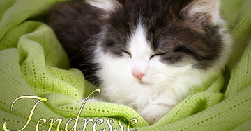 Aperçu de la carte : Tendresse