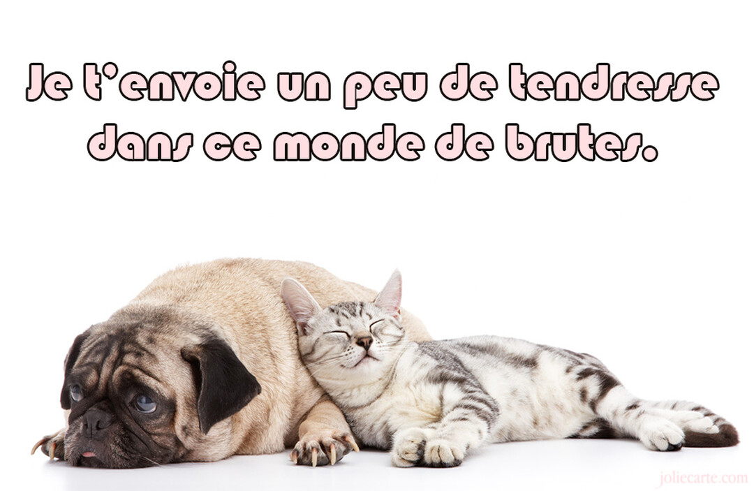 Sur fond blanc, un chaton gris tigré dort paisiblement contre un chien carlin beige couché, qui a une expression triste et fatiguée.