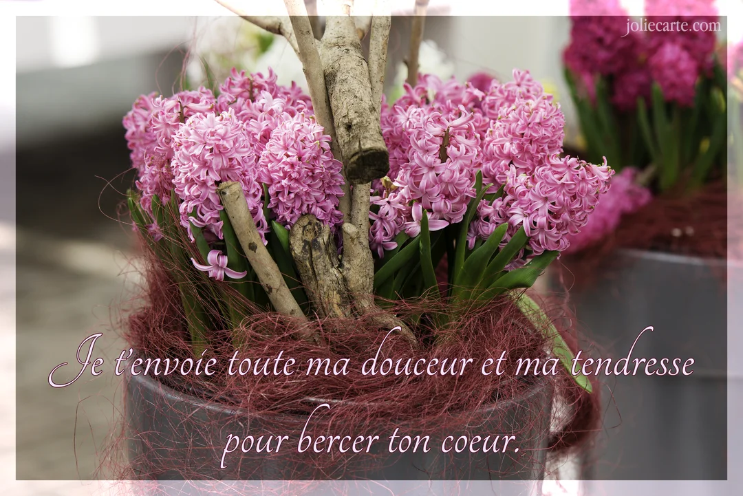 Une composition florale de jacinthes roses luxuriantes dans un pot, agrémentée de branches de bois et de fibres, avec un texte tendre superposé.