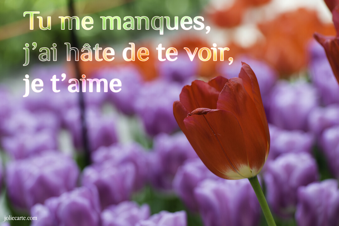 Une tulipe rouge se détache en gros plan devant un champ de tulipes violettes floues, avec un message d'amour superposé.