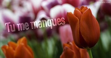 Aperçu de la carte : Tu me manques