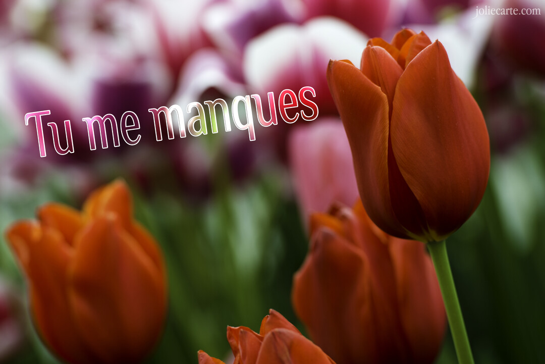 Gros plan sur une tulipe rouge orangé devant un champ de tulipes roses et blanches, avec le texte "Tu me manques" superposé.